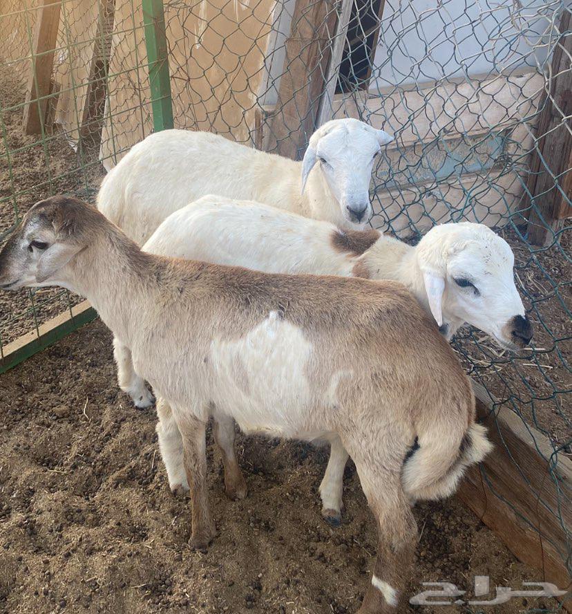 طليان للبيع الحد 950 ريال64676782631553114