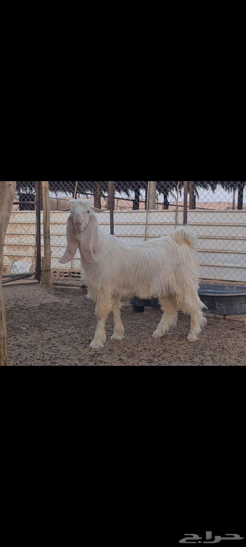 (Sold) White Abaris Male Goat, Ready for Breeding, Discounted.64673759845505110