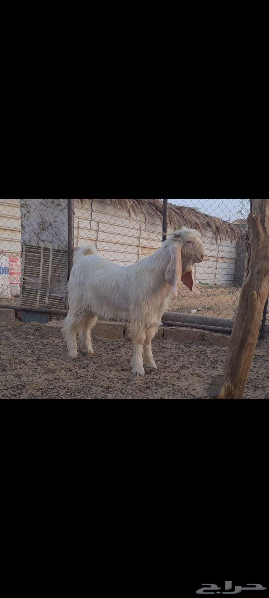 (Sold) White Abaris Male Goat, Ready for Breeding, Discounted.64673759845505111