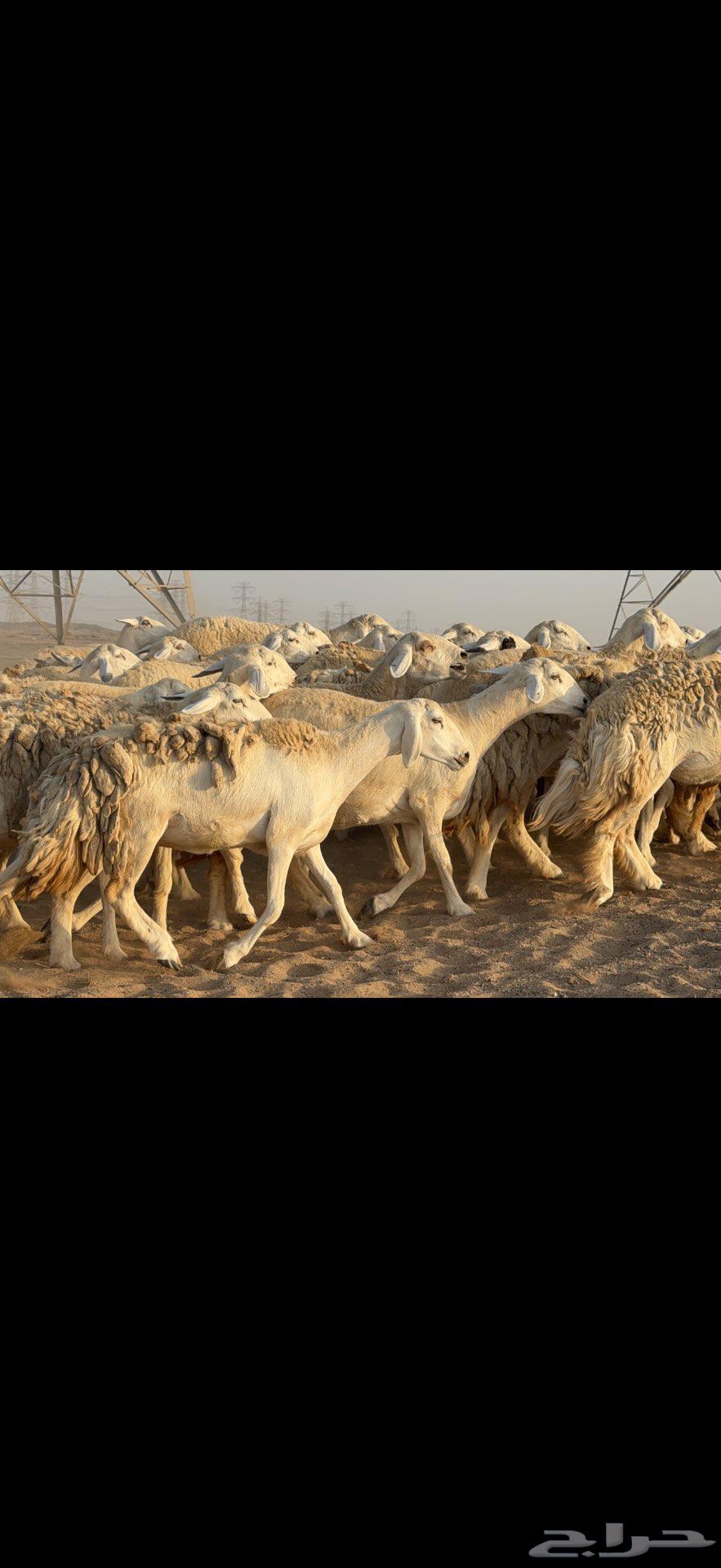 Elite Sheep Selection: Freedom and Excellence64674453608067110