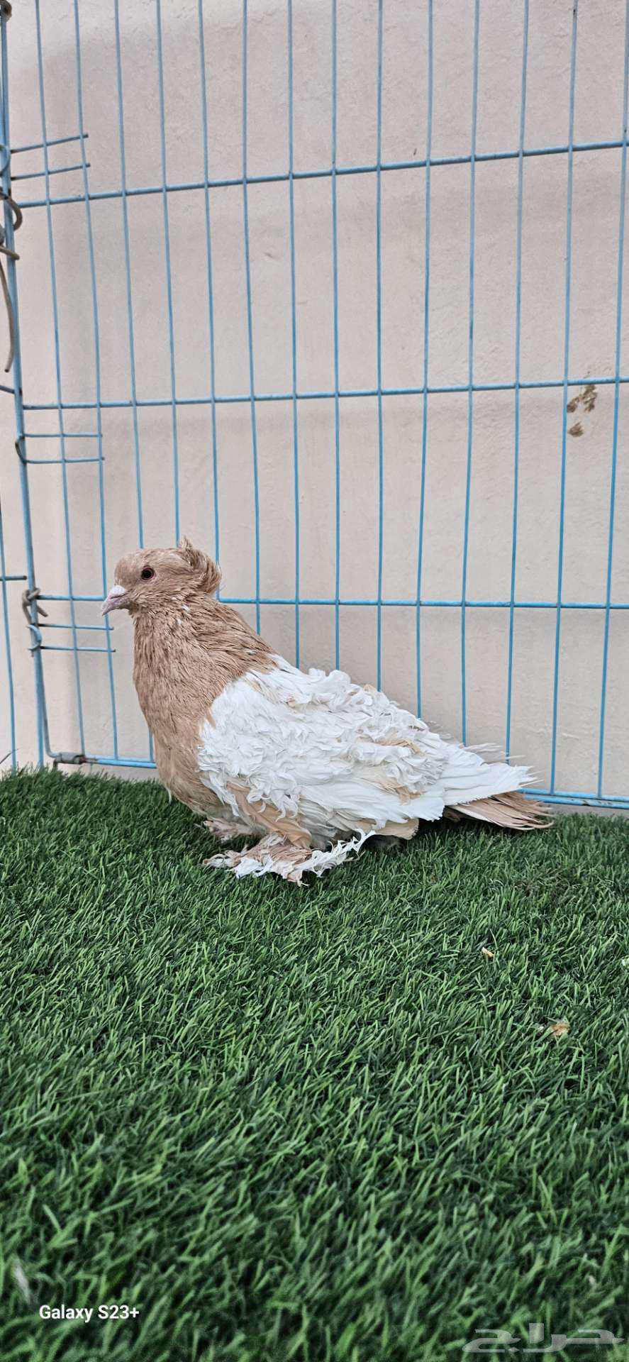 مفتل وايت سايد اصفر64674657715458110