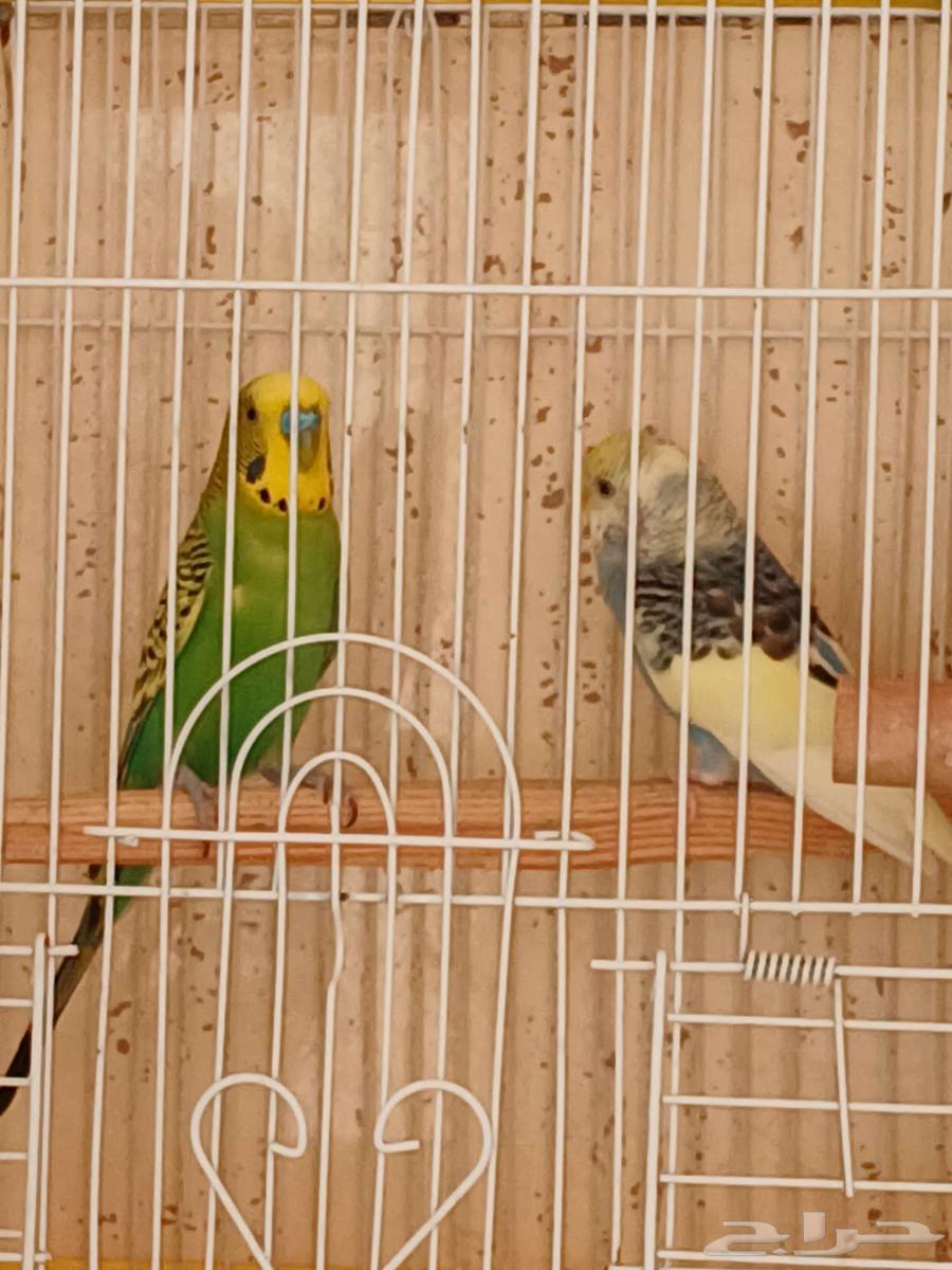 ذكر بادجي جاهز64672188823683112