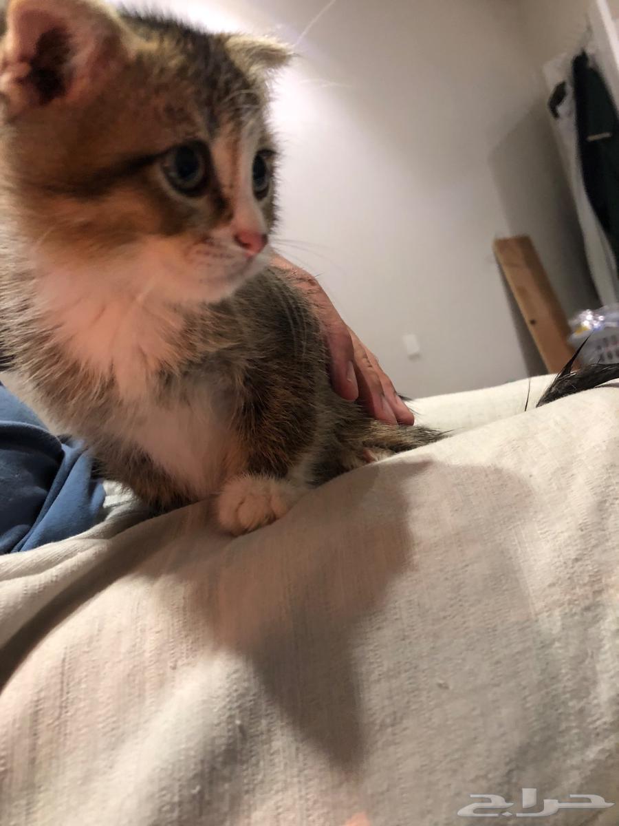 Scottish Cat64676261977986110