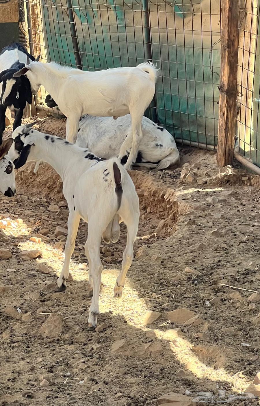 اثنين تيوس بيشيه ذبايح64671940700291112