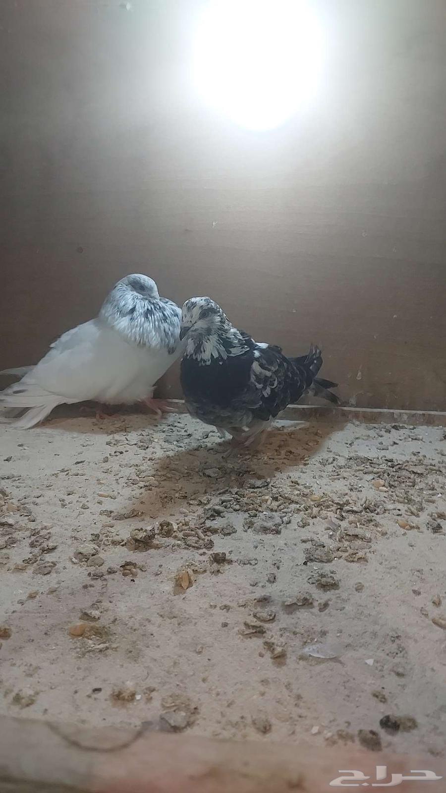 للبيع زوج نفاخ اسباني الحد تم البيييع64675649796098111