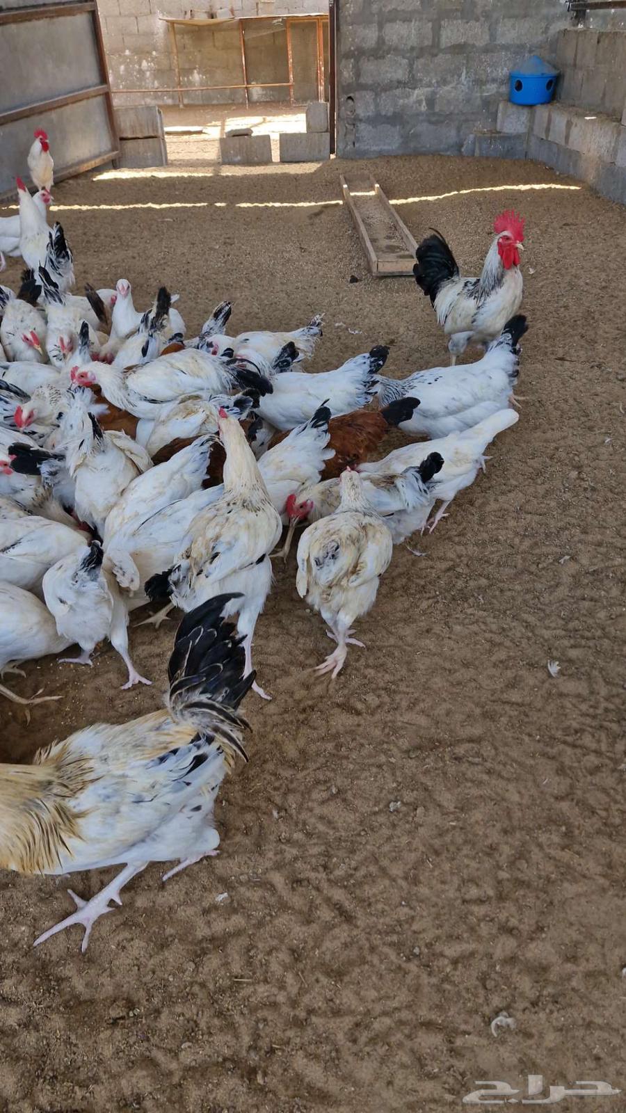 دجاج بلدي سوق الغنم بالدمام64676491399682113