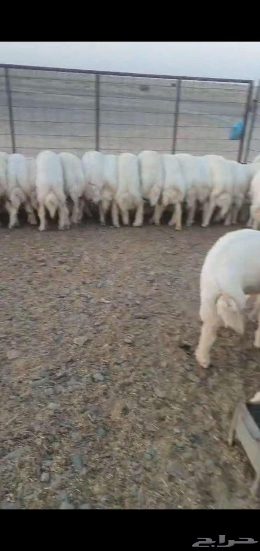 للبيع خرفان64667957951617112