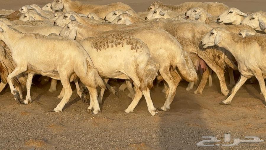 غنم صنف جباره عظم مفاصيل 7064676706799618111