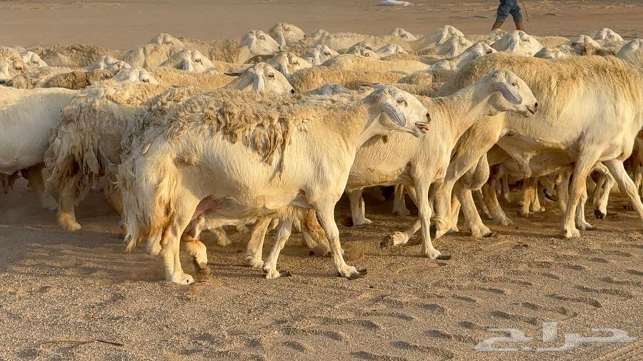 غنم صنف جباره عظم مفاصيل 7064676706799618110