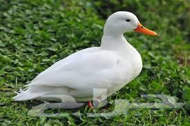 تعلن مزارع أرنوبي بفضل الله وتوفيقه عن توفر بط بكيني شحم لحم64679922916993112