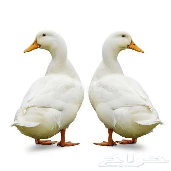 تعلن مزارع أرنوبي بفضل الله وتوفيقه عن توفر بط بكيني شحم لحم64679922916993111