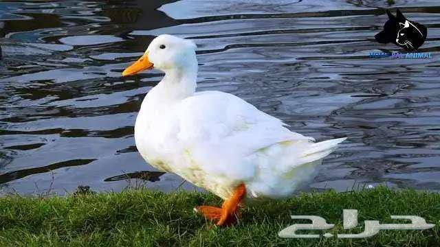 تعلن مزارع أرنوبي بفضل الله وتوفيقه عن توفر بط بكيني شحم لحم64679922916993110