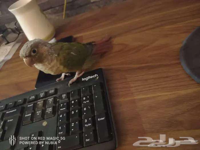 ببغاء كنيور سعر نار64678892261505111