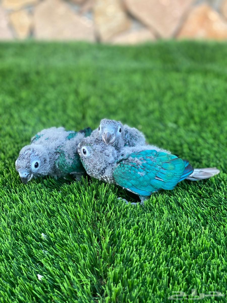 فروخ كنيور بلو شيك للبيع64683016173571112