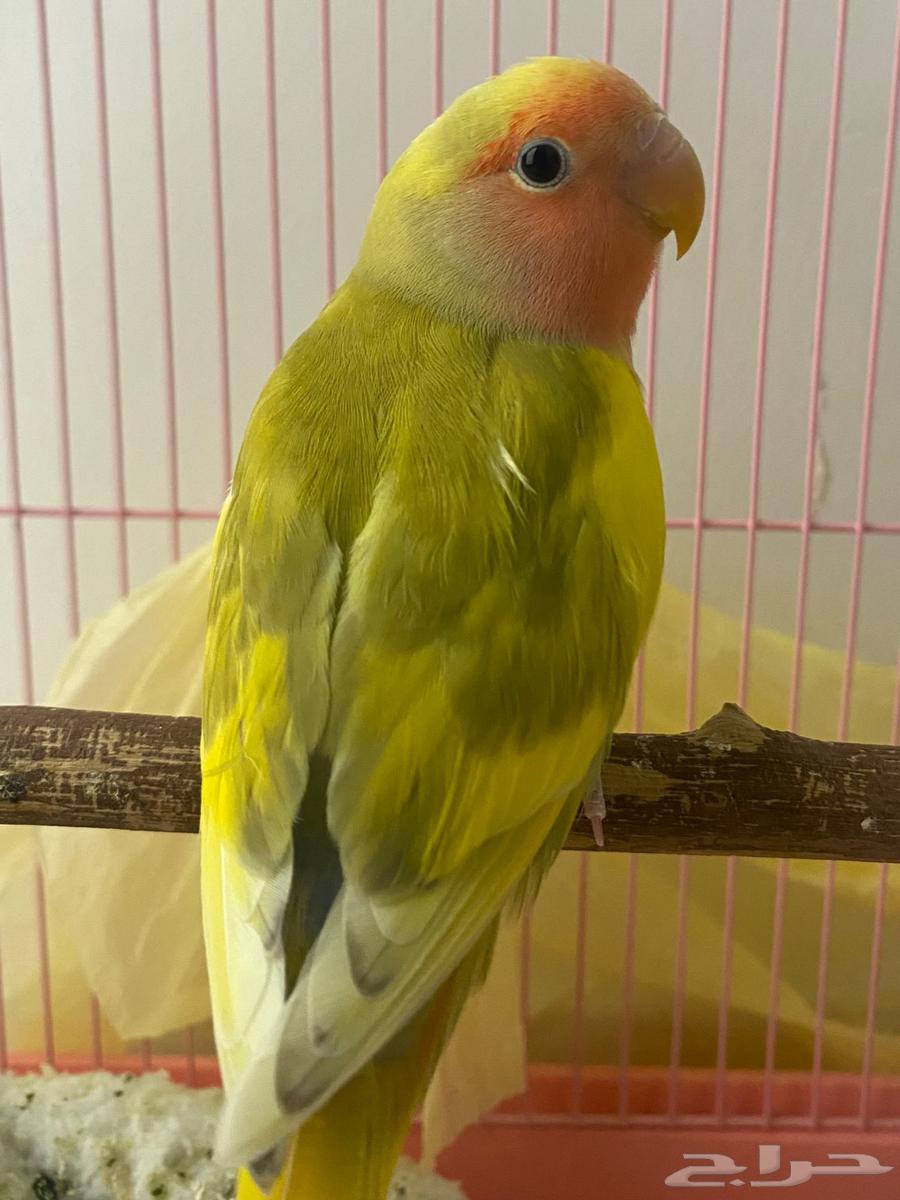 طيور روز64408638584195110