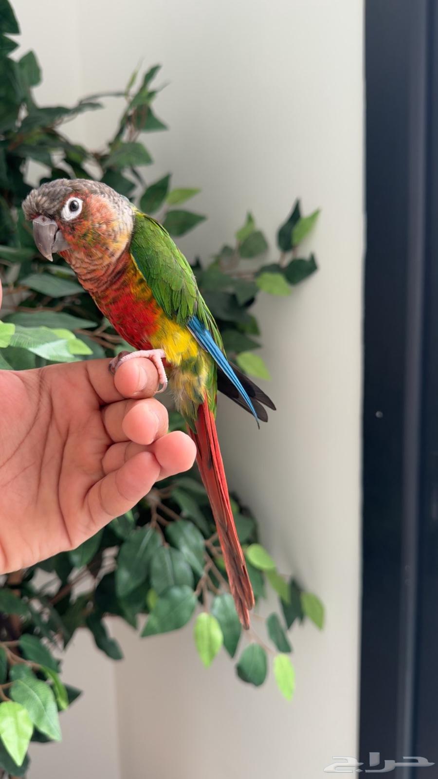 كنيور اليف جدا  جدا64679935441409111