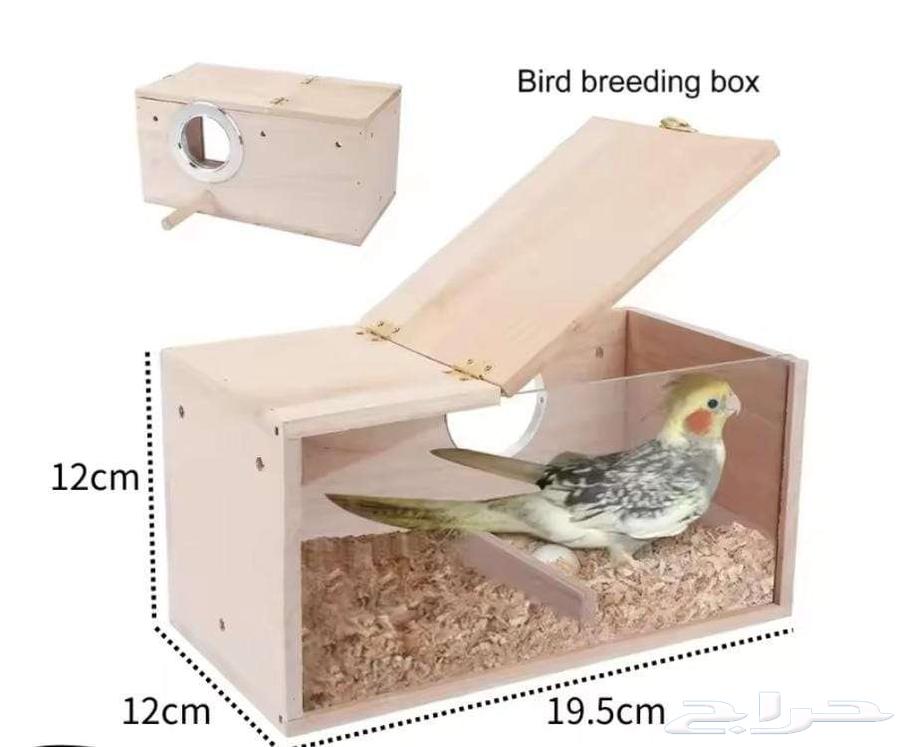 بياضة طيور شفافة64427156238337111