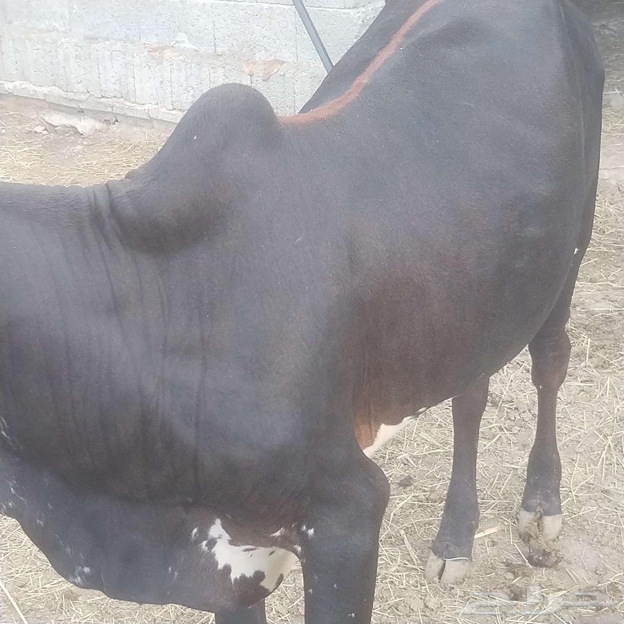 حسيل للبيع64431048465026110