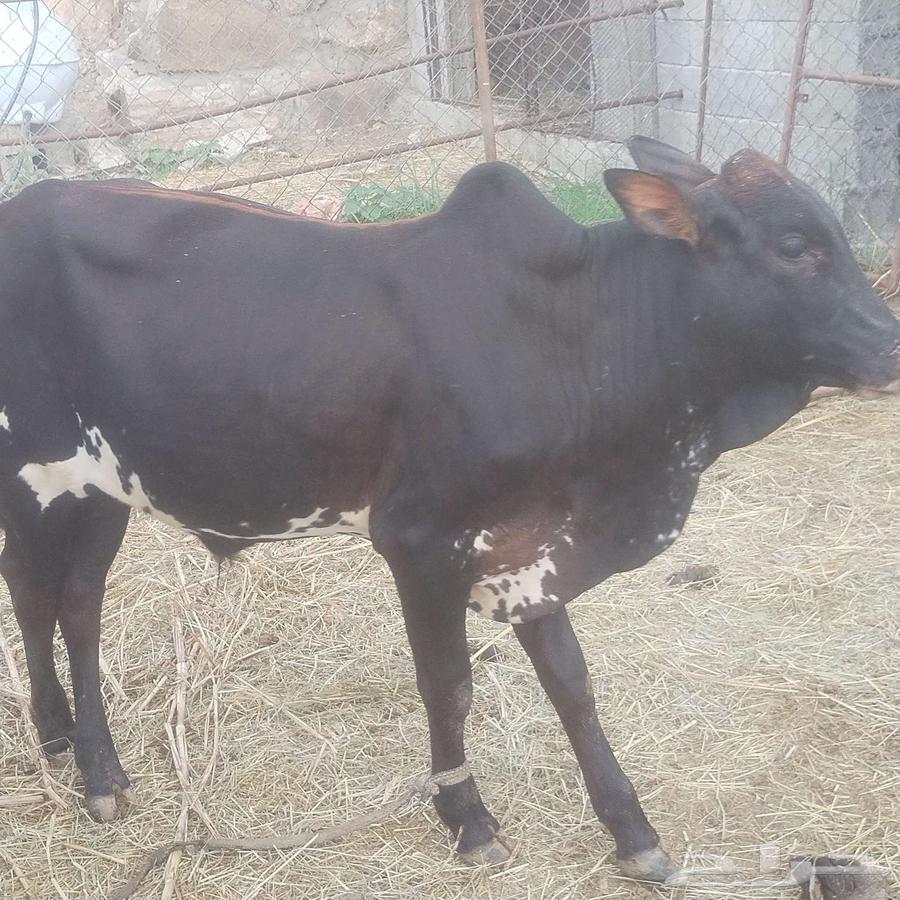 حسيل للبيع64431048465026111