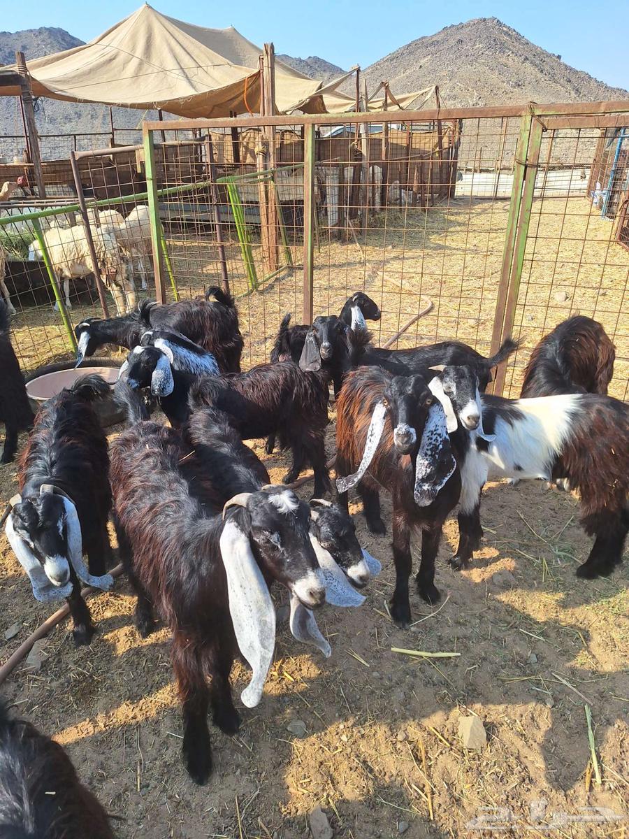 28 Jafar Rams, Freedoms, and Bishis64693051995011112