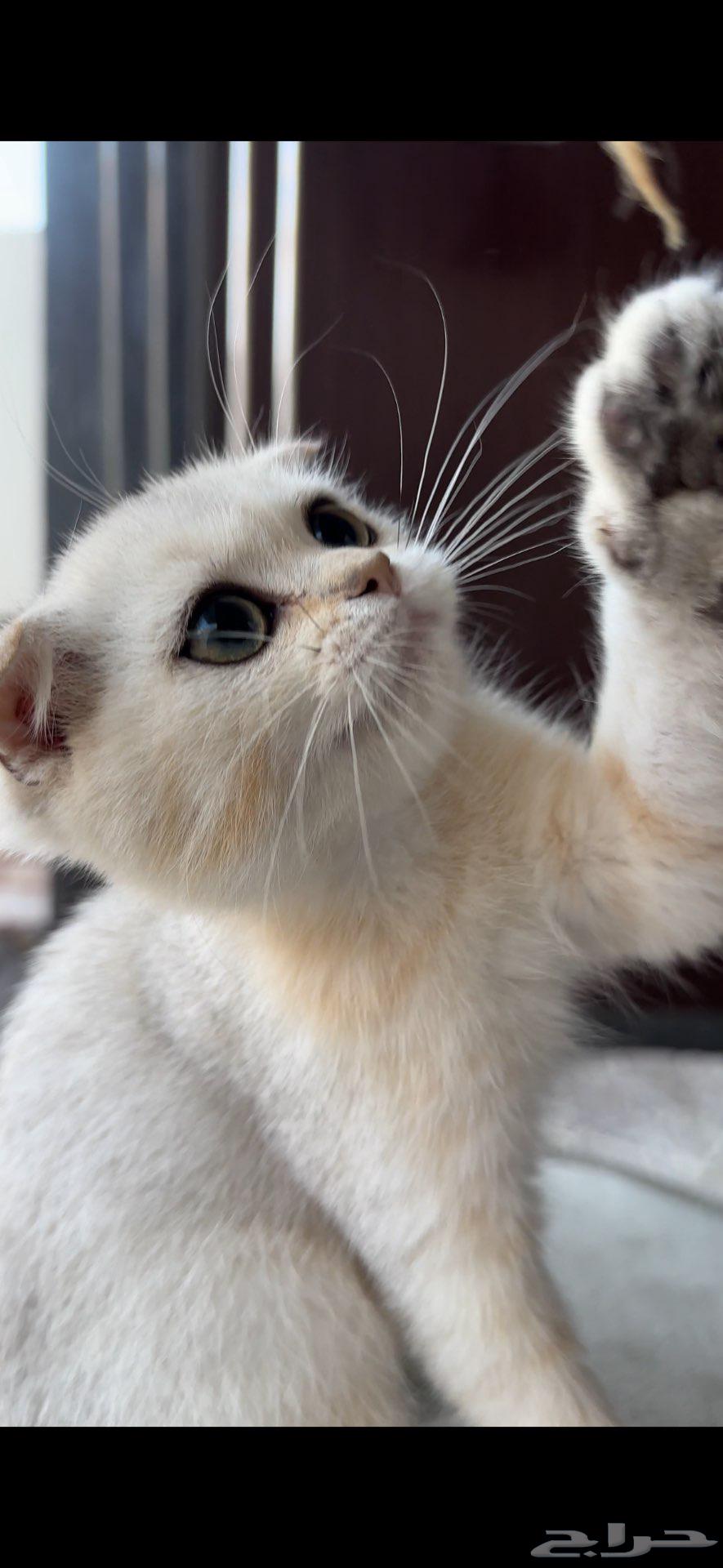 Scotch Fold Pure 10064500685954562114