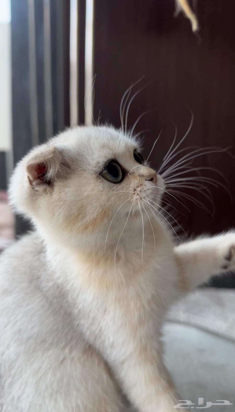 Scotch Fold Pure 10064500685954562113