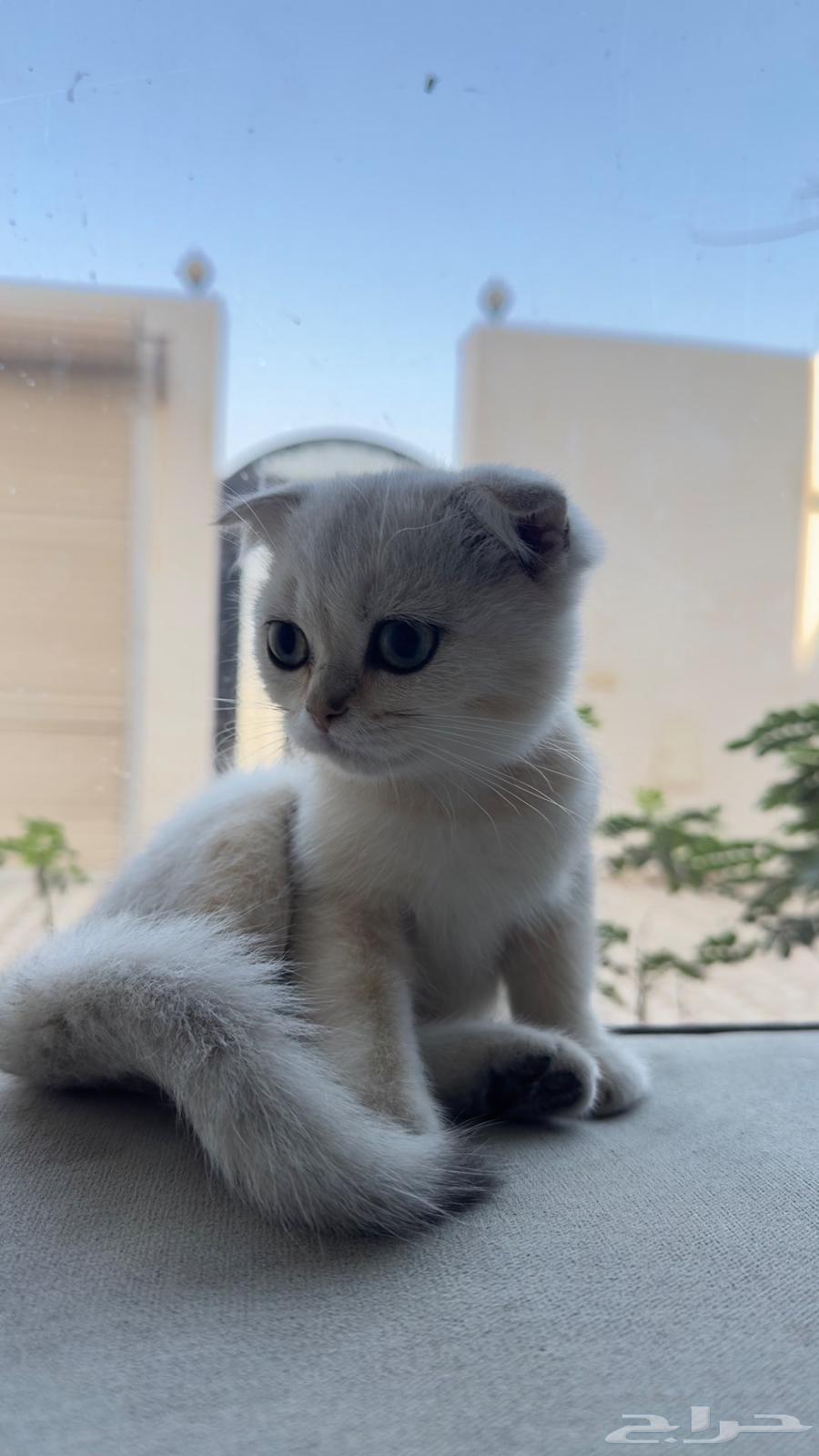 Scotch Fold Pure 10064500685954562111