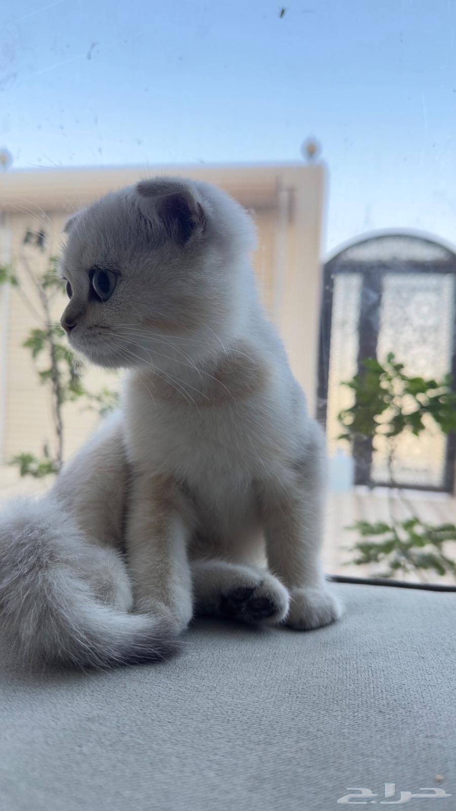 Scotch Fold Pure 10064500685954562112