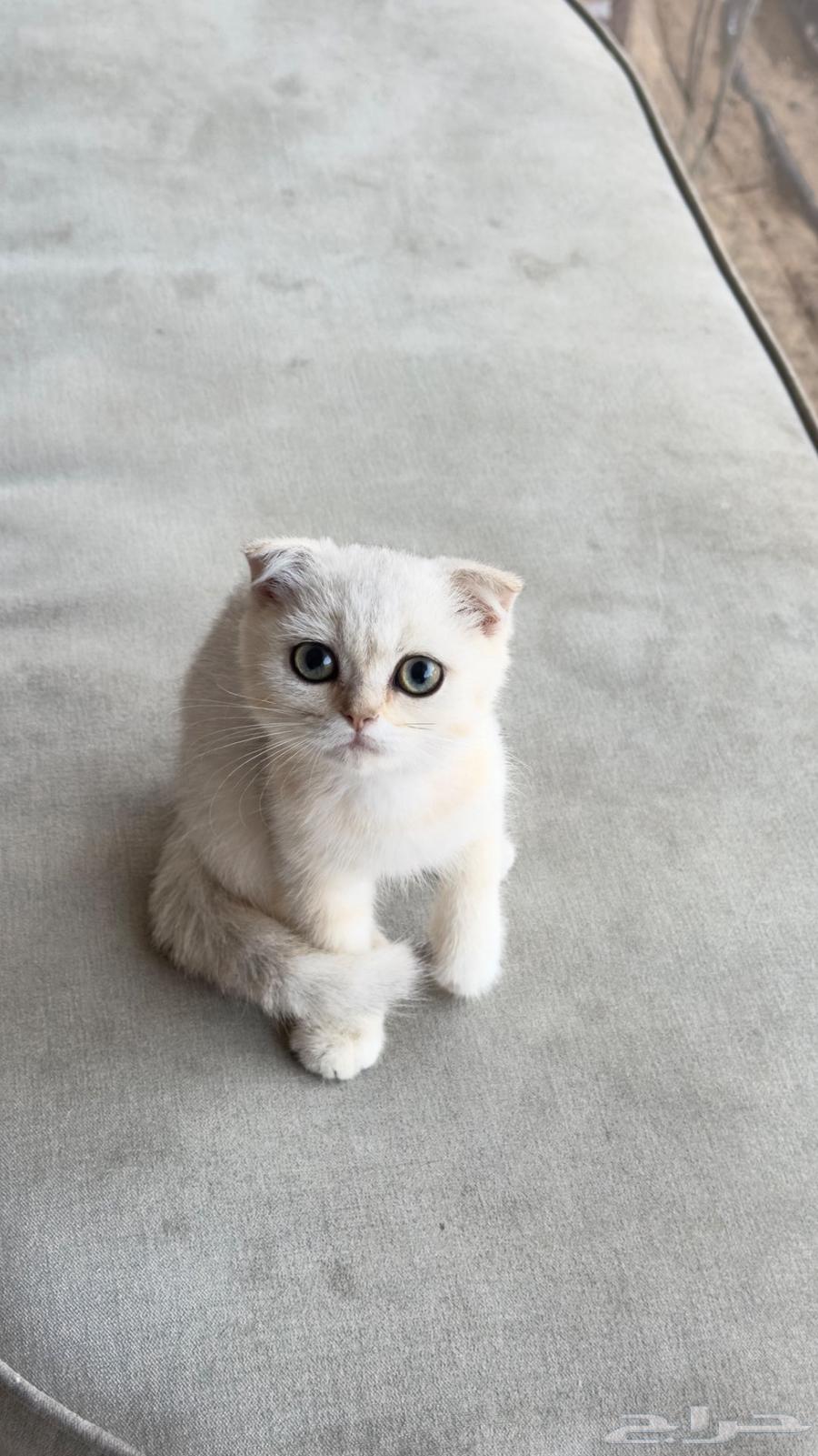 Scotch Fold Pure 10064500685954562110