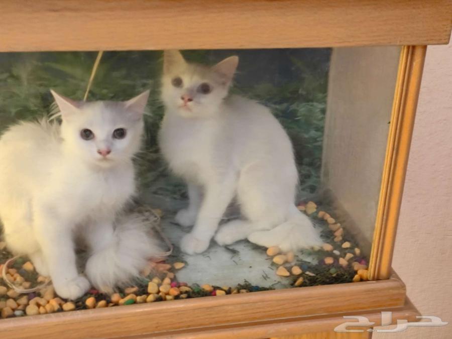 Shirazi white kittens for sale, four months old, price 100 riyals each64553553294721112