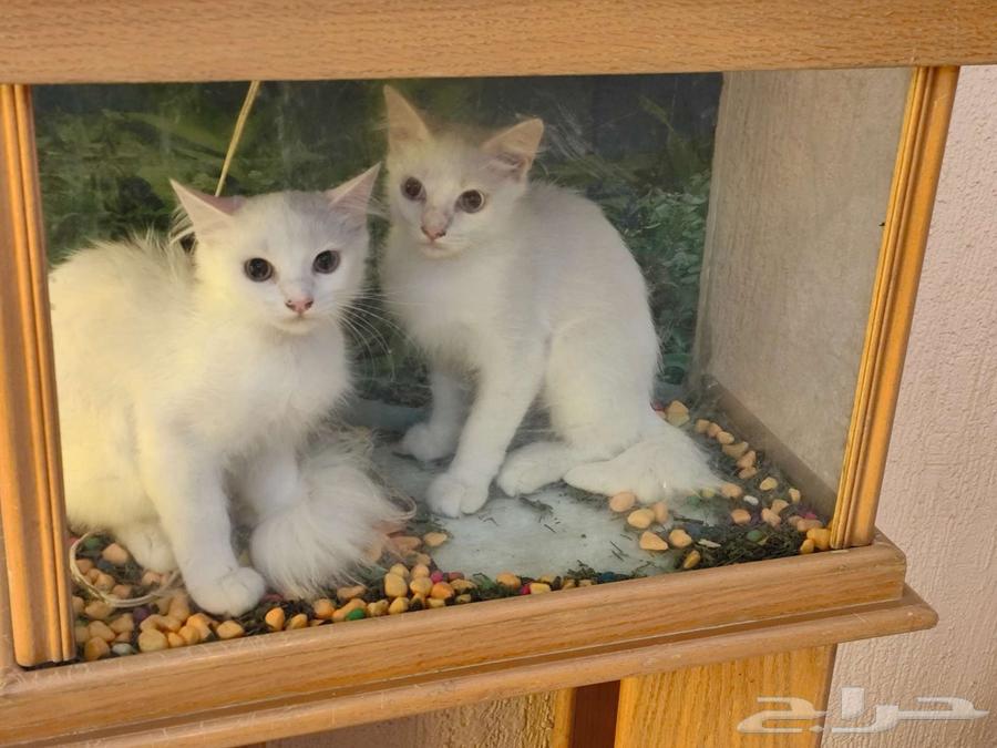 Shirazi white kittens for sale, four months old, price 100 riyals each64553553294721113