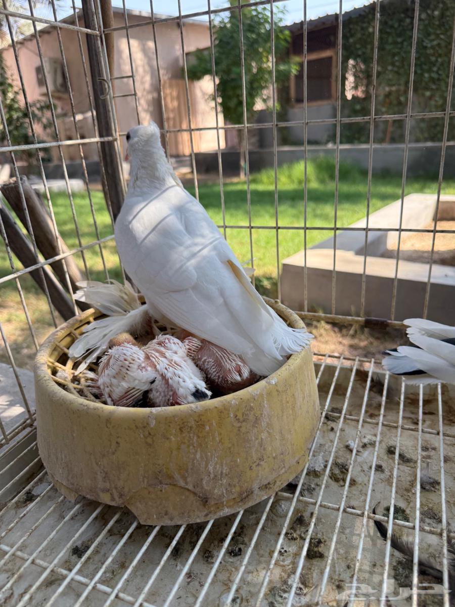 جوز حمام صنعاوي كرست تحته فرخين للبيع64413864850305114