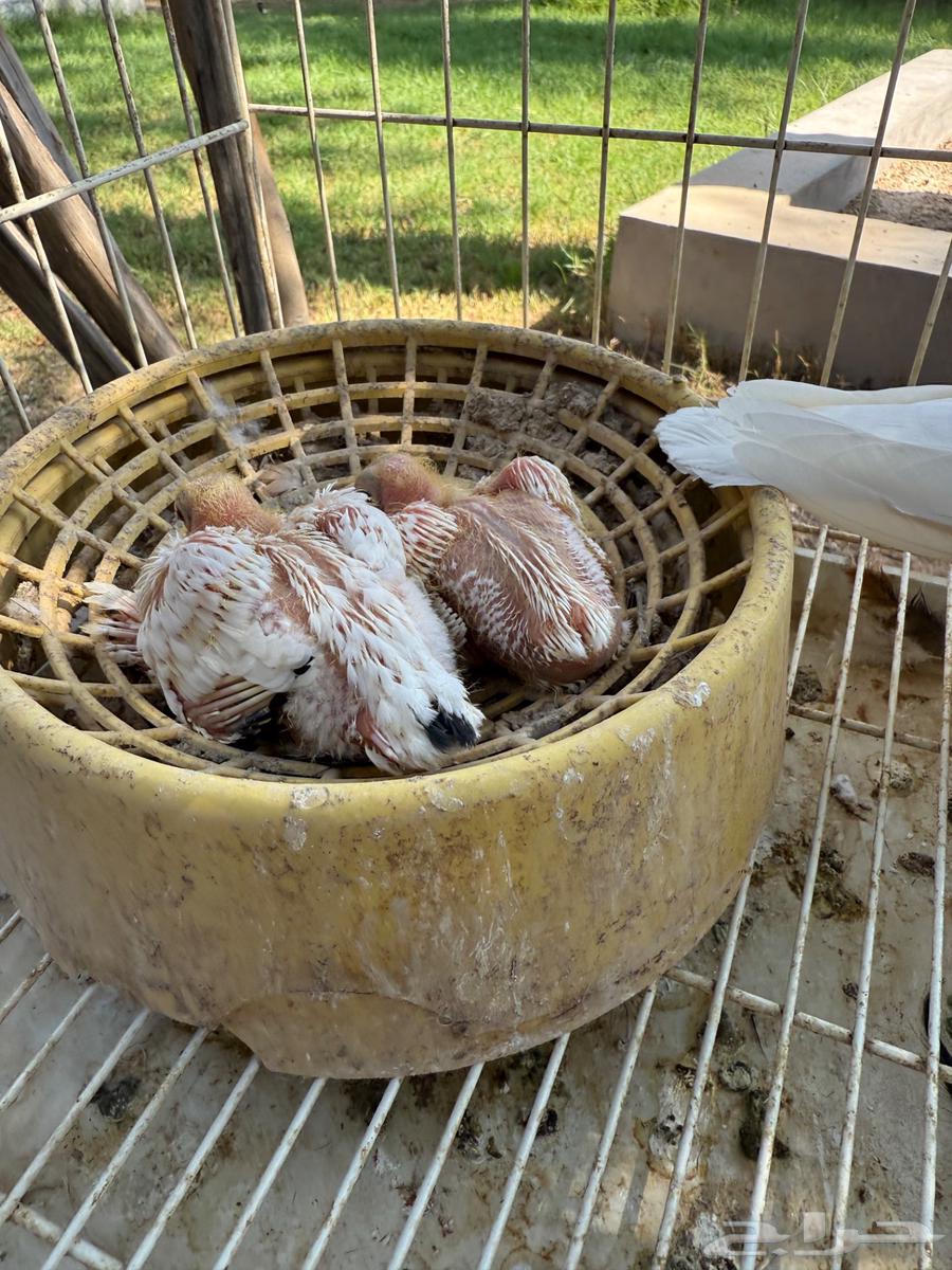 جوز حمام صنعاوي كرست تحته فرخين للبيع64413864850305113