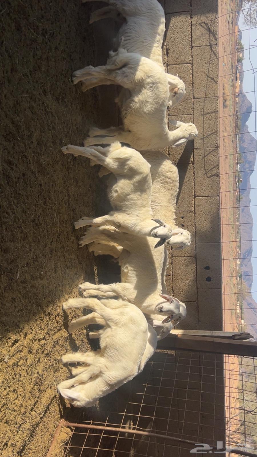 ذبايح للبيع64422788344578112