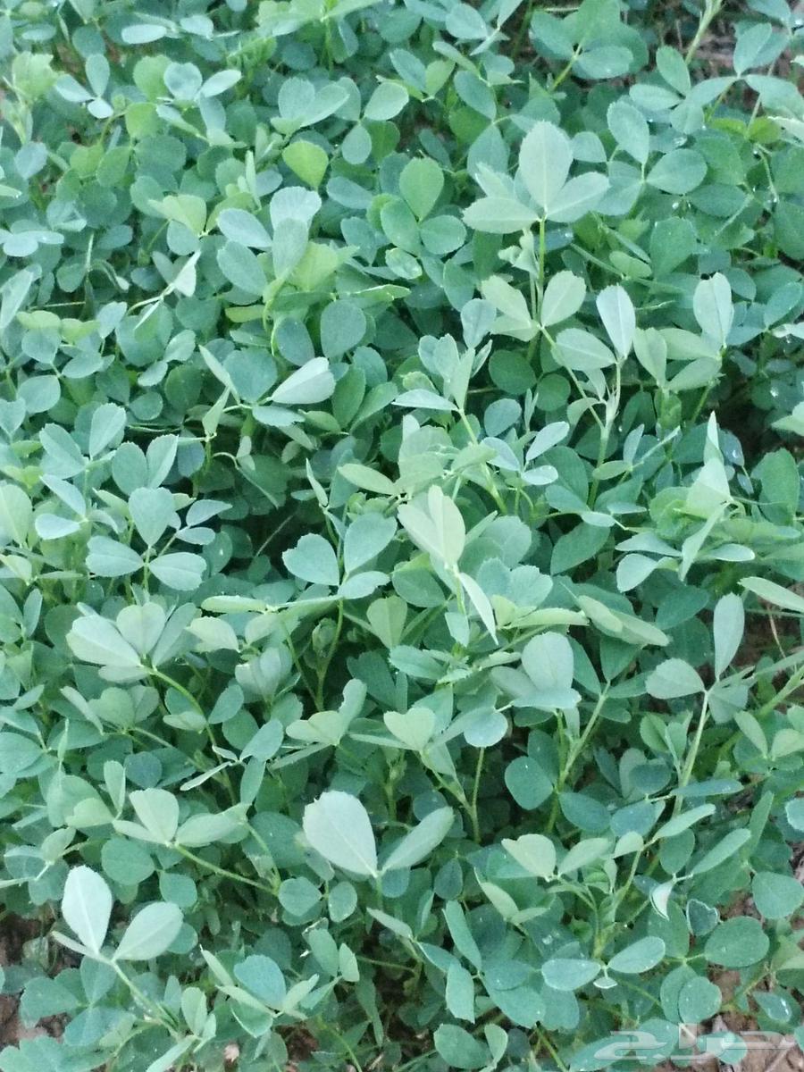 بذار برسيم انترناشونال امريكي64437004840322113