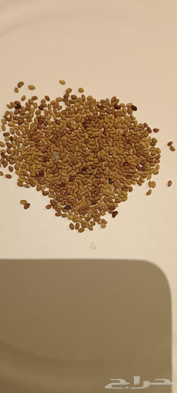 بذور برسيم امريكي كاف CUF 101 بذر جديد ونقي وفاخر64535085965315114