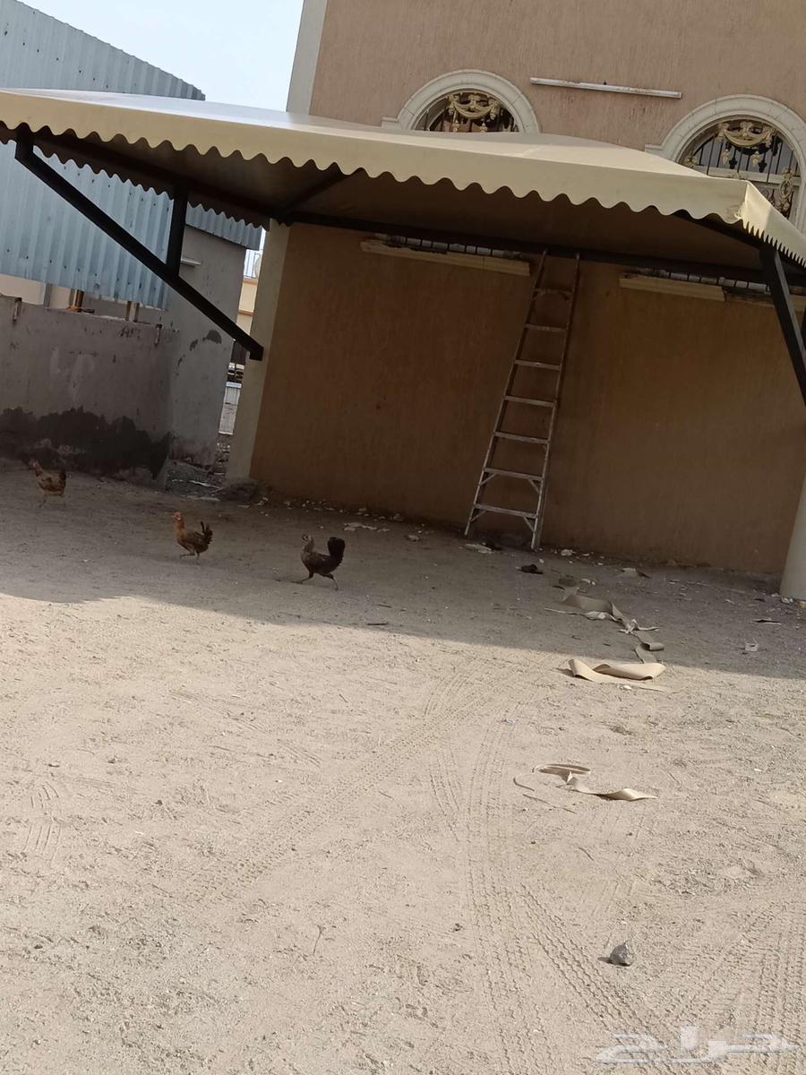 Tents Makkah64178201061122110