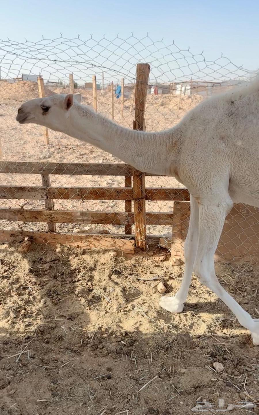 للبدل بحريات دفيع64596141367937114