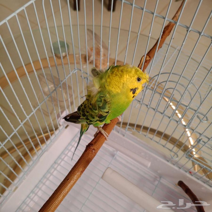 طائر بادجي هوجو مع القفص64411216238851113