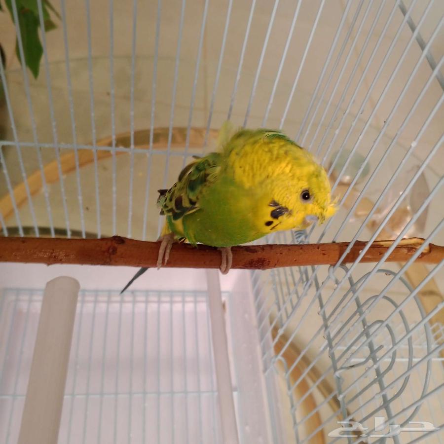 طائر بادجي هوجو مع القفص64411216238851114