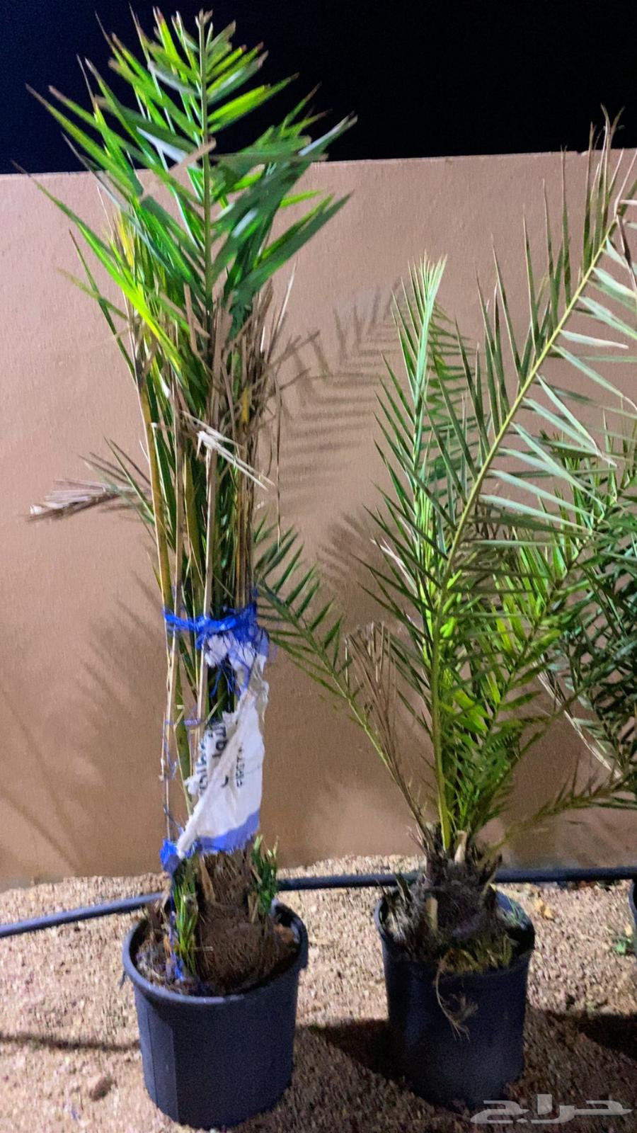 نخل خلاص مجذر64480305069187110