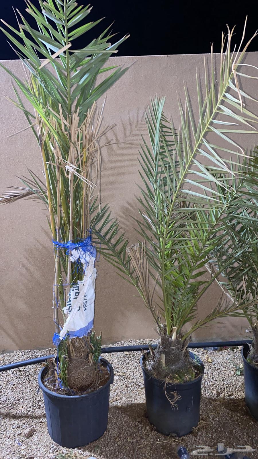 نخل خلاص مجذر64480305069187111