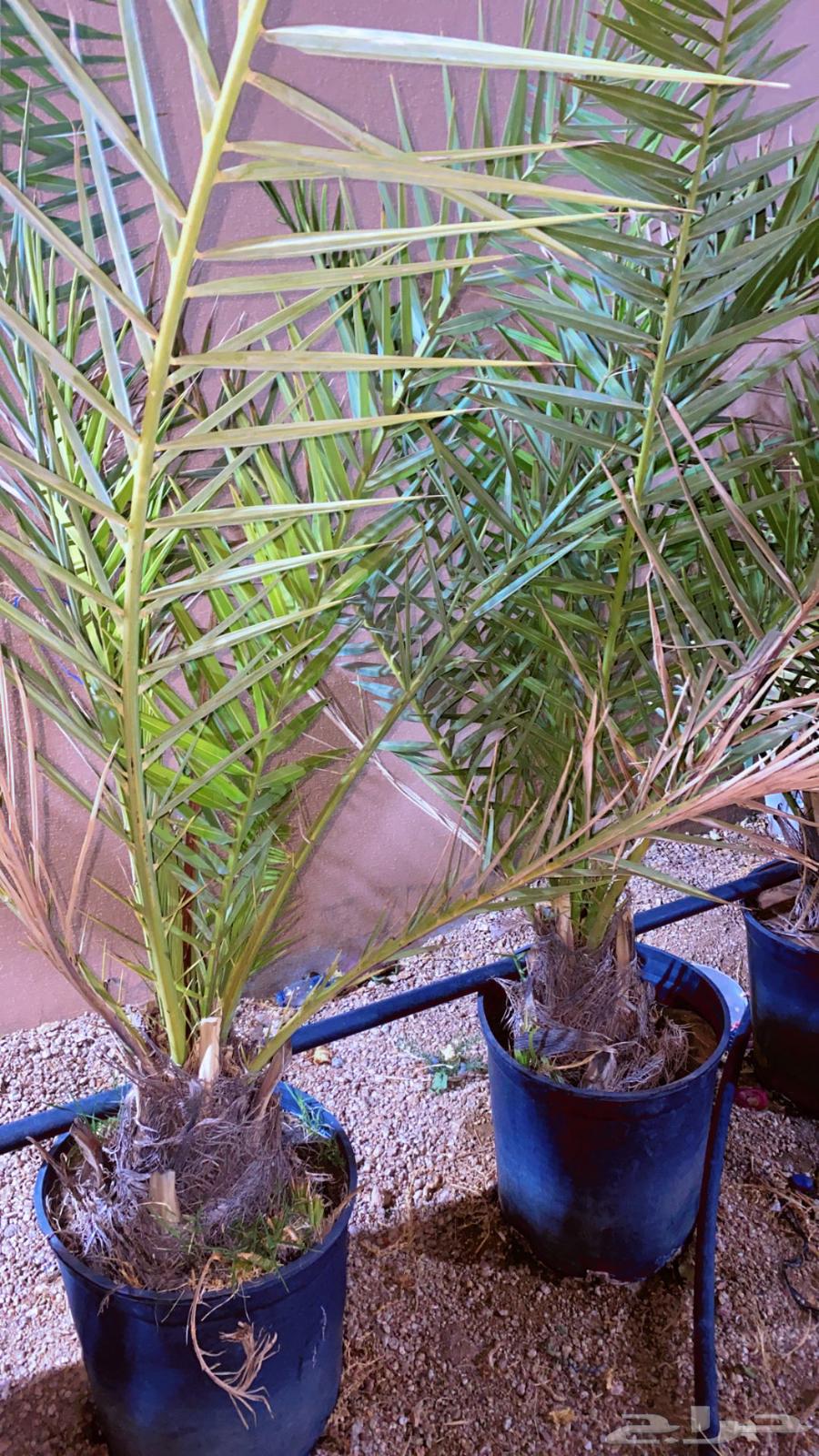 نخل خلاص مجذر64480305069187112