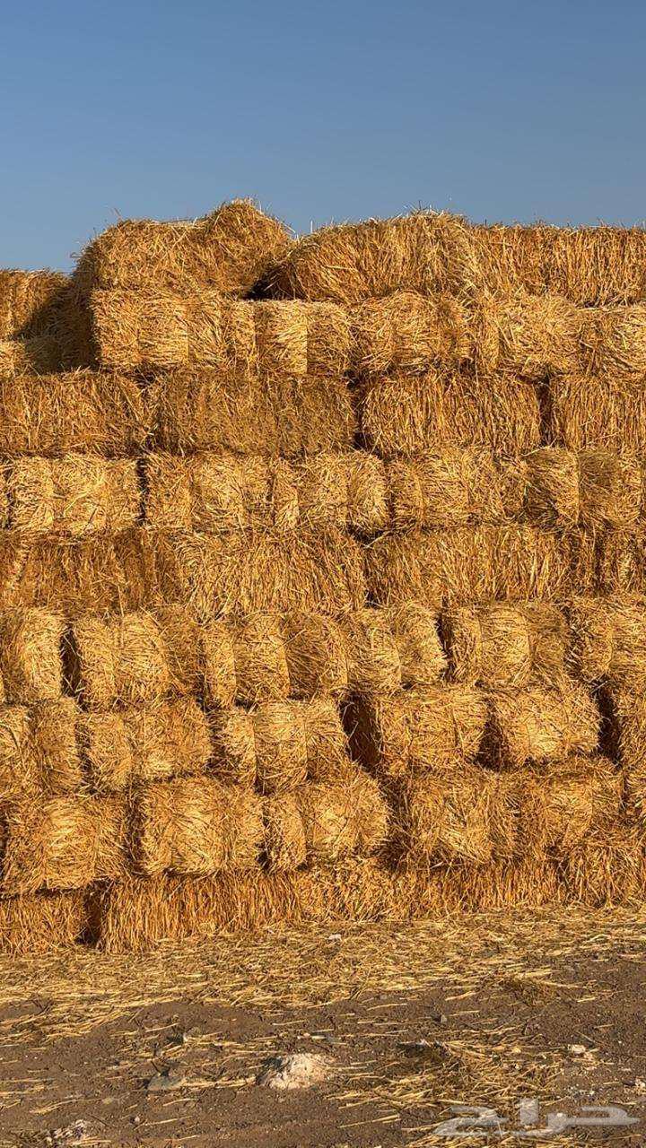 تبن بر عود ناعم64453889361537110