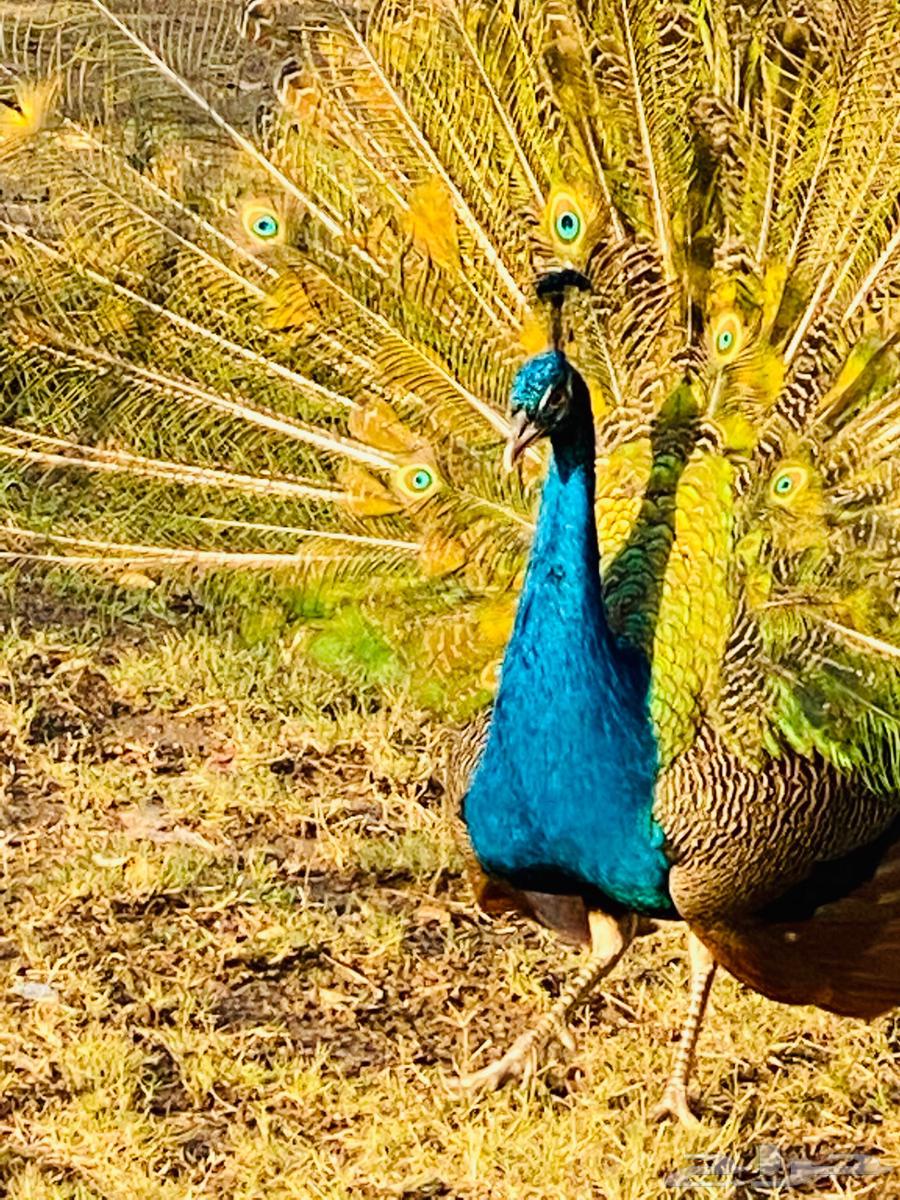 جوز طاووس للبيع لون ازرق64515332671105112