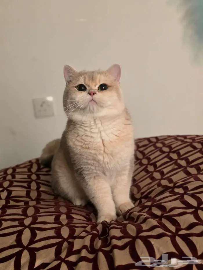 للبيع ذكر Ay12 منتج64545556772226111