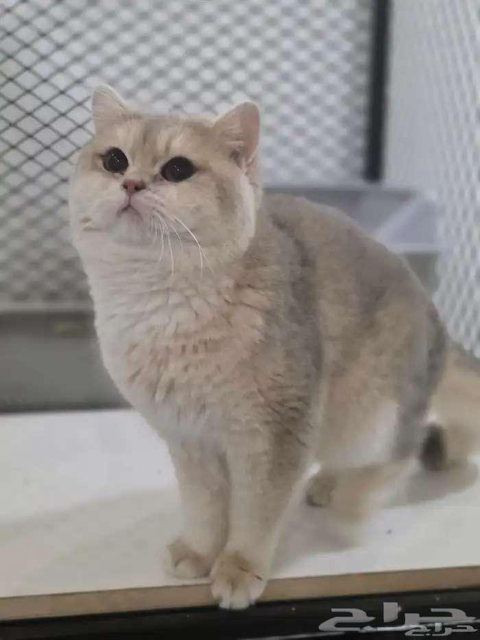 للبيع ذكر Ay12 منتج64545556772226113