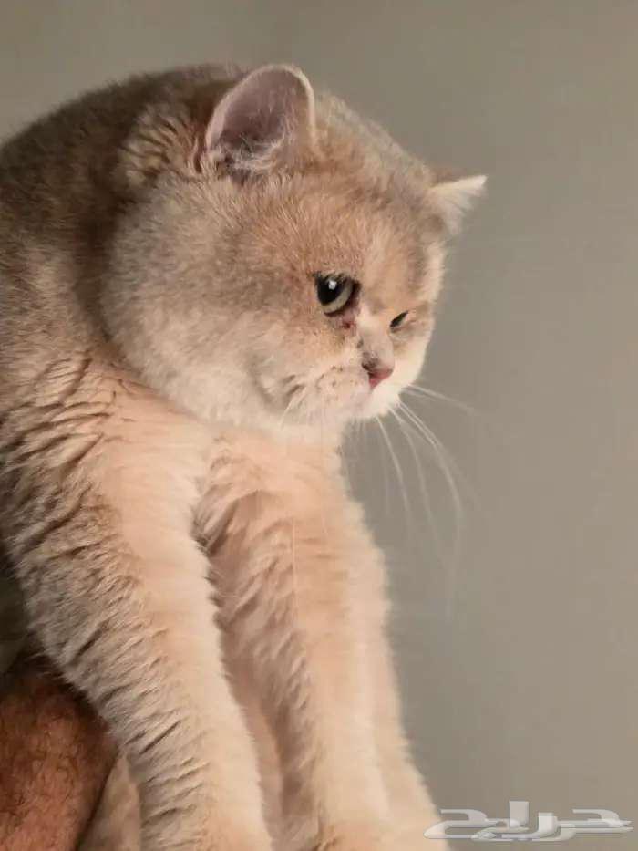 للبيع ذكر Ay12 منتج64545556772226112