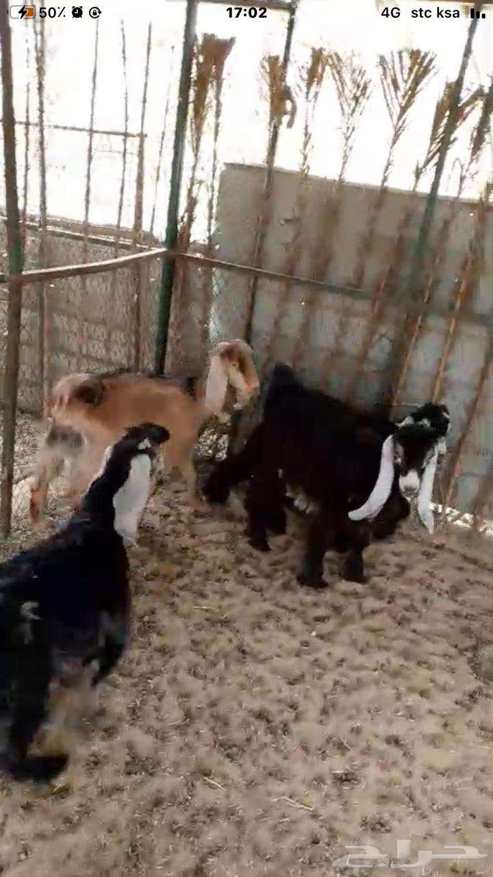 تيوس عارضية طيبة64590716636419110