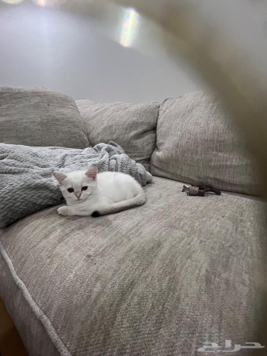 قطط سكوتش للبيع مستوى عالي64452806749570114